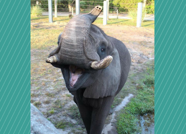 Michael Jackson's Elephant On The Loose!