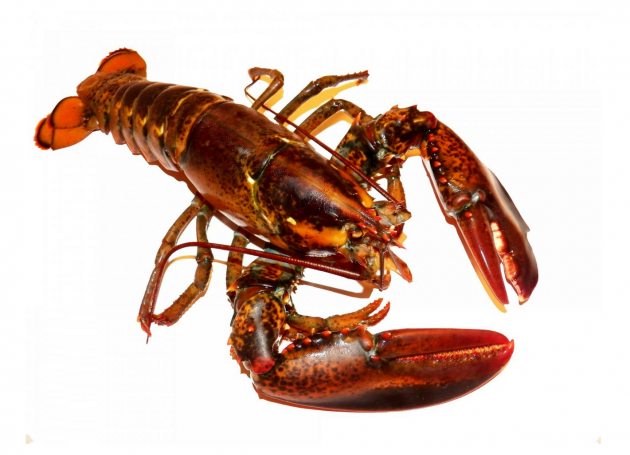 Jon Bon Jovi Meets His Lobster