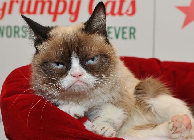 RIP Grumpy Cat