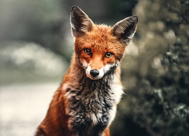 Fox