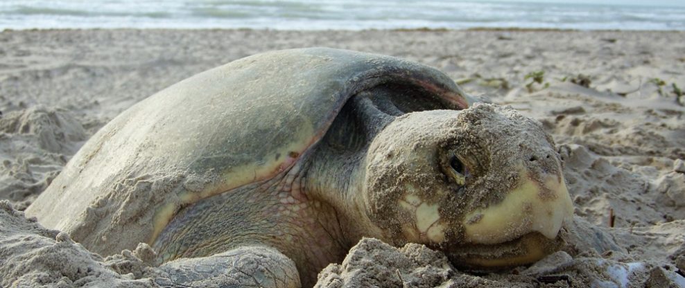 A nesting sea turtle