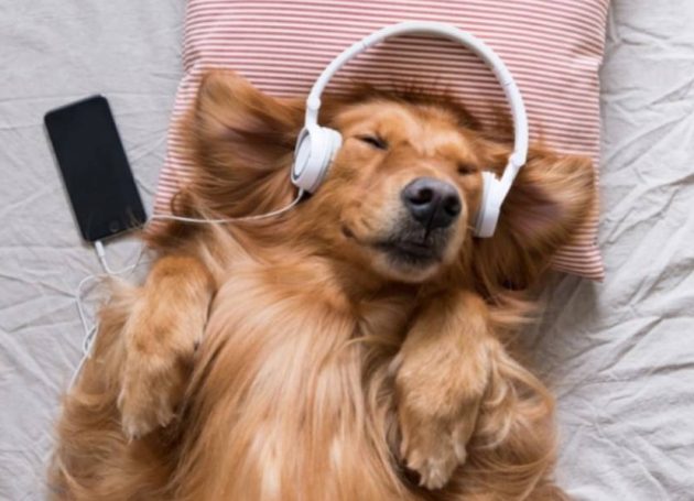 Create Music Group Acquires Music For Pets With A Planned $10M Investment